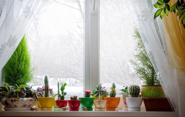 7 نباتات تثري ديكور المنزل في الشتاء