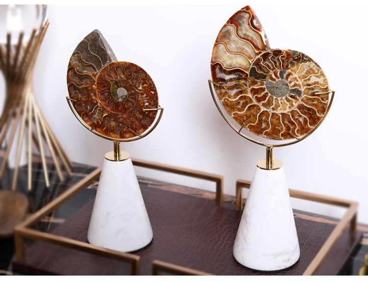 Modern Creative Nautilus Fossil Statue Home Decor Crafts Room Decoration Objects Office Black Wood Paint Figurines Gifts
