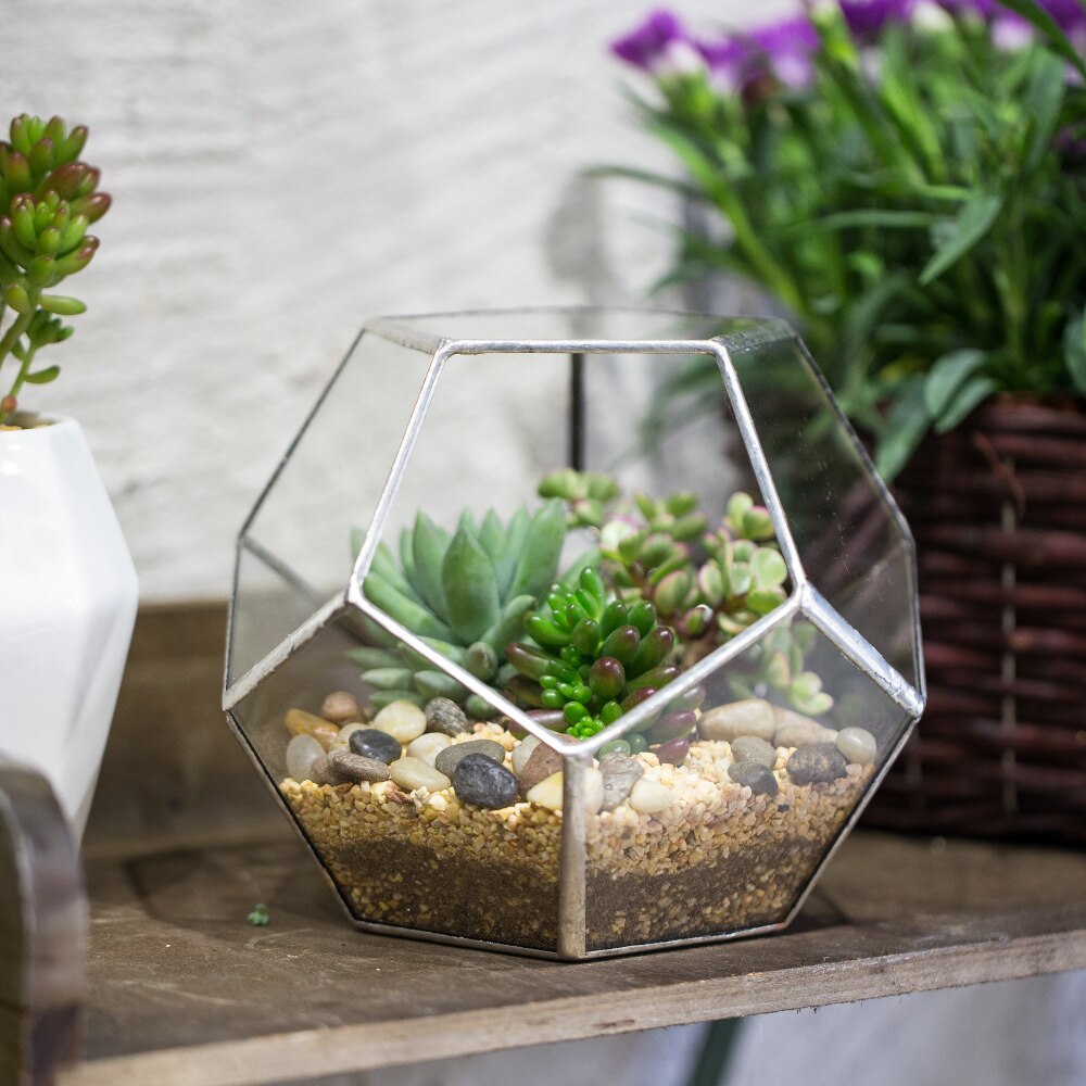 Tabletop Display Succulent Fern Moss Flower Pot Air Plant Planter Box Fairy Garden Polyhedron Glass Geometric Terrarium Bonsai