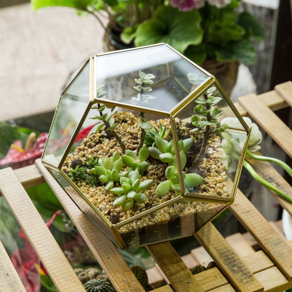 Tabletop Display Succulent Fern Moss Flower Pot Air Plant Planter Box Fairy Garden Polyhedron Glass Geometric Terrarium Bonsai