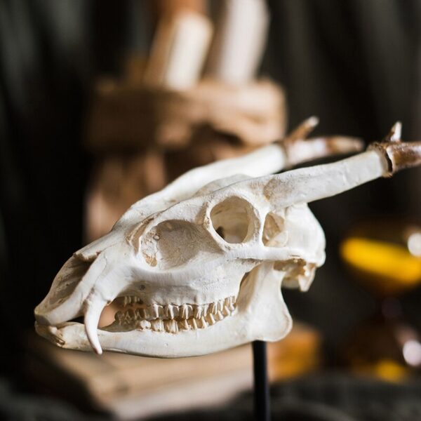 تمثال اكسسوار عظام الجمجمة اكسسوارات منزلية